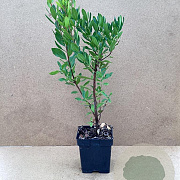 Arbutus unedo 'Bocarm' 50-60 cm 3,0L