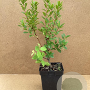 Arbutus unedo 'Minlily' 40-50 cm 3,0L