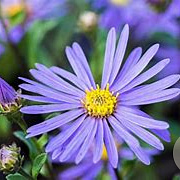 Aster amellus 'Sternkugel' GM P9