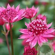 Astrantia maj. 'Red Joyce' GM P9