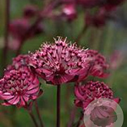 Astrantia maj. 'Sparkl. Stars Red' GM P9