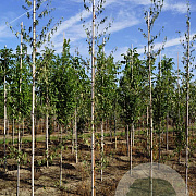 Betula p. 'Crispa' 6-8 HO draadkluit