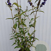Buddleja d. 'Black Knight' 80-100 cm 5,0L