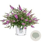 Buddleja Lilac Chip GM 3,0L leverbaar