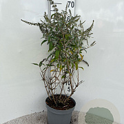 Buddleja 'White Ball' 40-60 cm 5,0L