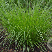 Carex appalachica GM P9