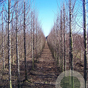 Carpinus bet. 'Fastigiata' 14-16 HO draadkluit geveerd