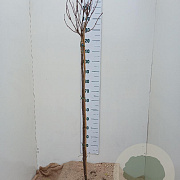 Catalpa bignonioides 'Nana' 120 cm stam 7,5L