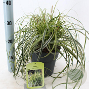 Carex Feather Falls 25-30 cm 3,0L