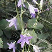 Campanula rapunculus GM P9