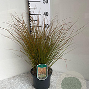 Carex testacea 'Prairie Fire' GM 2,0L
