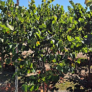 Cercis canadensis 175-200 cm draadkluit