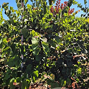 Cercis canadensis 200-225 cm draadkluit