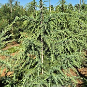 Cedrus deodara 200-225 cm draadkluit extra