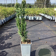 Cephalotaxus harringtonii 20-30 cm P15