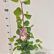 Cercis siliquastrum 100-120 cm 3,0L