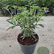 Choisya Green Fingers 30-40 cm 3,0L