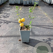 Chaenomeles j. 'Cido' 20-40 cm C1.5