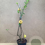 Chaenomeles j. 'Cido' 30-40 cm P15