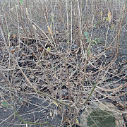 Chimonanthus praecox 100-125 cm met kluit struik meerstammig