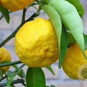 Citrus junos 50-60 cm C1.5