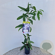Clematis armandii 70-80 cm rozenpot 2L