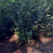Corylus avellana 100-125 cm met kluit struik meerstammig