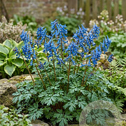 Corydalis 'Blue Heron' GM P9