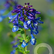 Corydalis calycosa GM P9