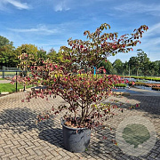 Cornus controversa 200 cm cont. 110L solitair