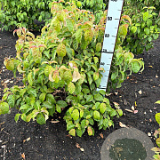 Cornus florida 80-100 cm met kluit