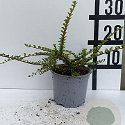 Cotoneaster horizontalis GM C1.5