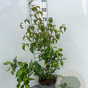 Cornus kousa chinensis 80-100 cm 5,0L
