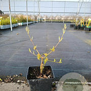 Cornus mas 'Podolski' 30-40 cm 3,0L