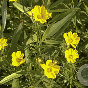 Coreopsis palmata GM P9