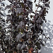 Physocarpus opulif. 'Diabolo' 150-175 cm met kluit