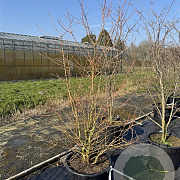 Cornus sang. 'Midwinter Fire' 175-200 cm 50L