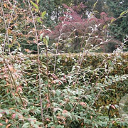 Cotoneaster sal. Willeke 175-200 cm 20L