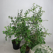 Crataegus monogyna 100-125 cm 7,5L solitair