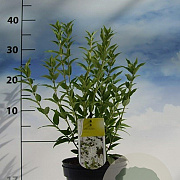 Deutzia gracilis 30-40 cm 2,0L