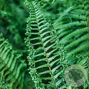 Dryopteris af. 'Congesta Cristata' GM P9