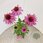 Echinacea purpurea 40-50 cm 2,5L