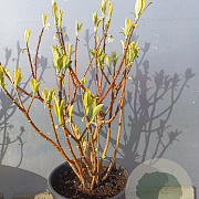 Edgeworthia chrys. 'Grandiflora' 100-125 cm 35L