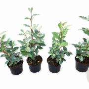 Elaeagnus ebb. 'Compacta' 30-40 cm 2,0L