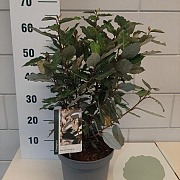 Elaeagnus ebb. 'Compacta' 40-50 cm 5,0L