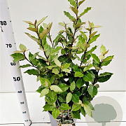 Elaeagnus ebb. 'Compacta' 60-80 cm 7,5L