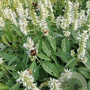 Elsholtzia stauntonii 'Alba' GM 3,0L leverbaar