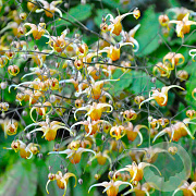 Epimedium 'Andre Charlier' GM P9