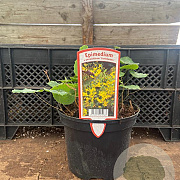 Epimedium perralc. 'Frohnleiten' GM 2,0L