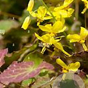 Epimedium perral. 'Weihenstephan' GM P9